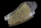 Partial Tyrannosaurus Rex Tooth - Montana #92793-2
